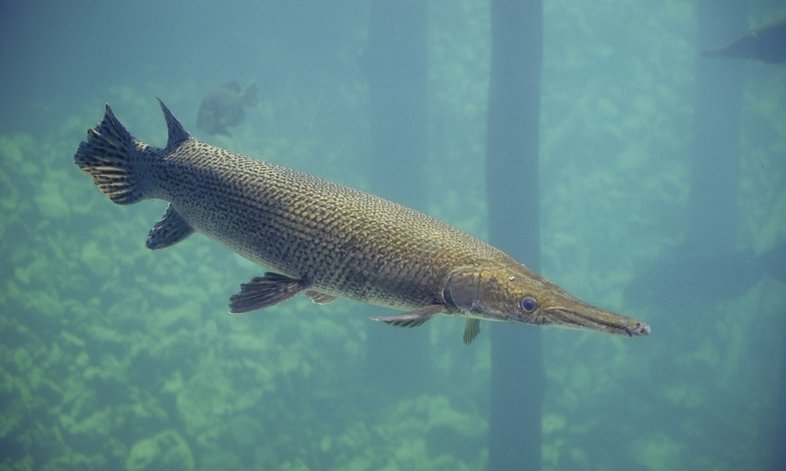 Alligator Gar swimming underwater