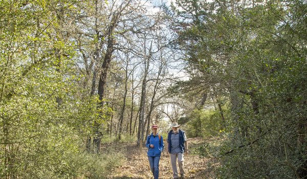 Two hikers walk through large trees on a trail to El Camino Real