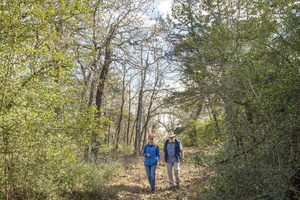 Two hikers walk through large trees on a trail to El Camino Real