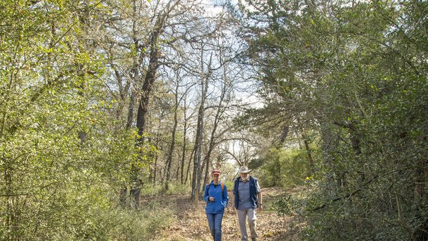 Two hikers walk through large trees on a trail to El Camino Real