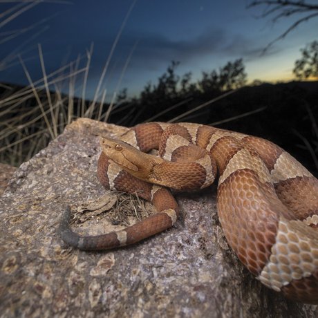 Trans-Pecos Copperhead snake on rock at nighttime in West Texas