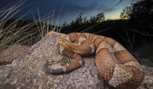 Trans-Pecos Copperhead snake on rock at nighttime in West Texas