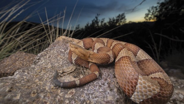 Trans-Pecos Copperhead snake on rock at nighttime in West Texas