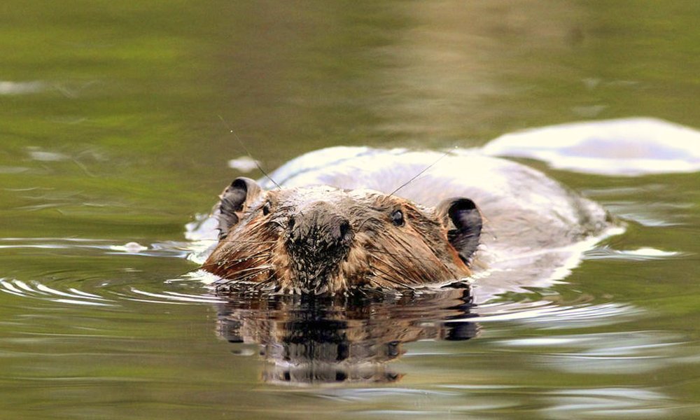 Rio Grande beaver swimming in green water of the Rio Grande River