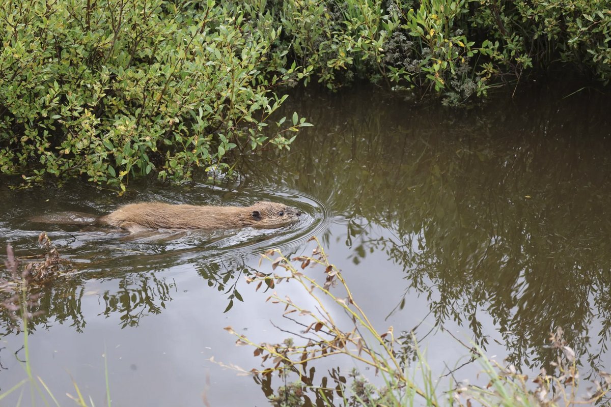 Rio Grande beaver swimming along forested bank of the Rio Grande River
