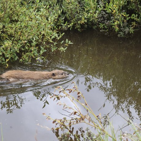 Rio Grande beaver swimming along forested bank of the Rio Grande River