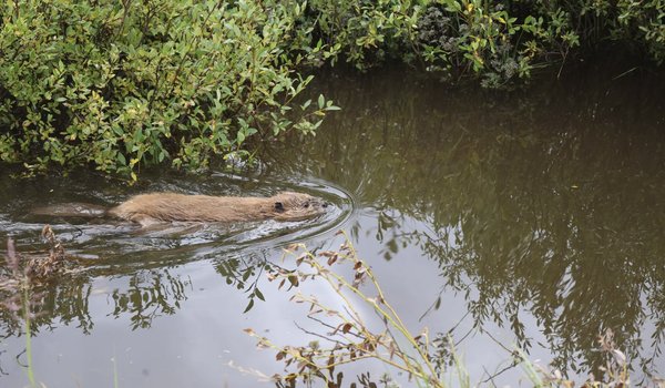 Rio Grande beaver swimming along forested bank of the Rio Grande River