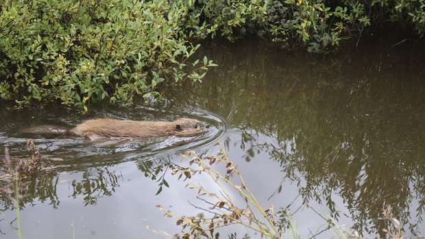 Rio Grande beaver swimming along forested bank of the Rio Grande River