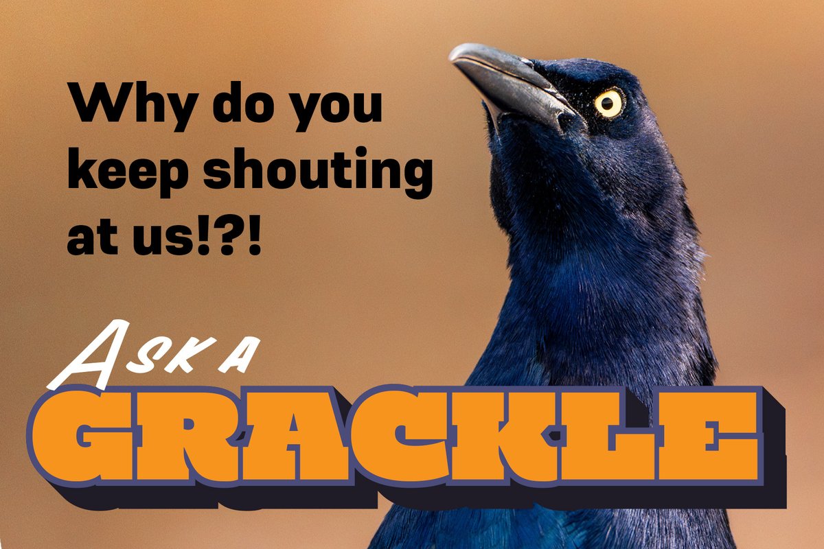 Ask a Grackle image with the title "Why do you keep shouting at us?"