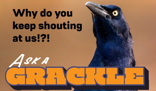 Ask a Grackle image with the title "Why do you keep shouting at us?"