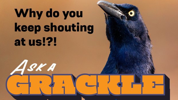 Ask a Grackle image with the title "Why do you keep shouting at us?"