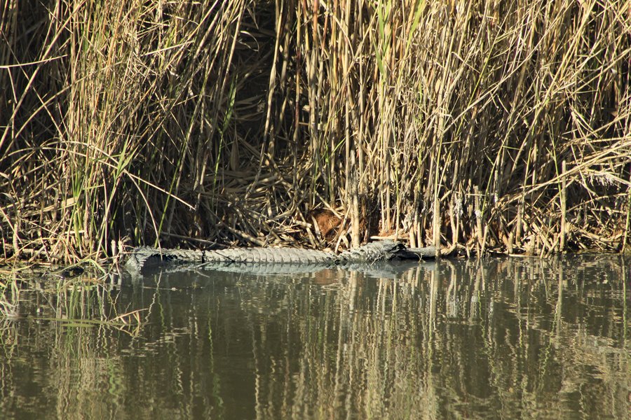An aligator swiming in a marsh next to grass.