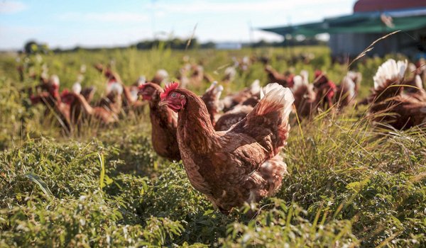 Chickens in a field.