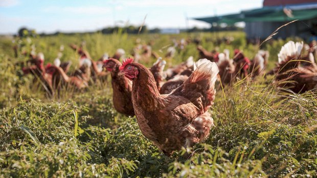 Chickens in a field.