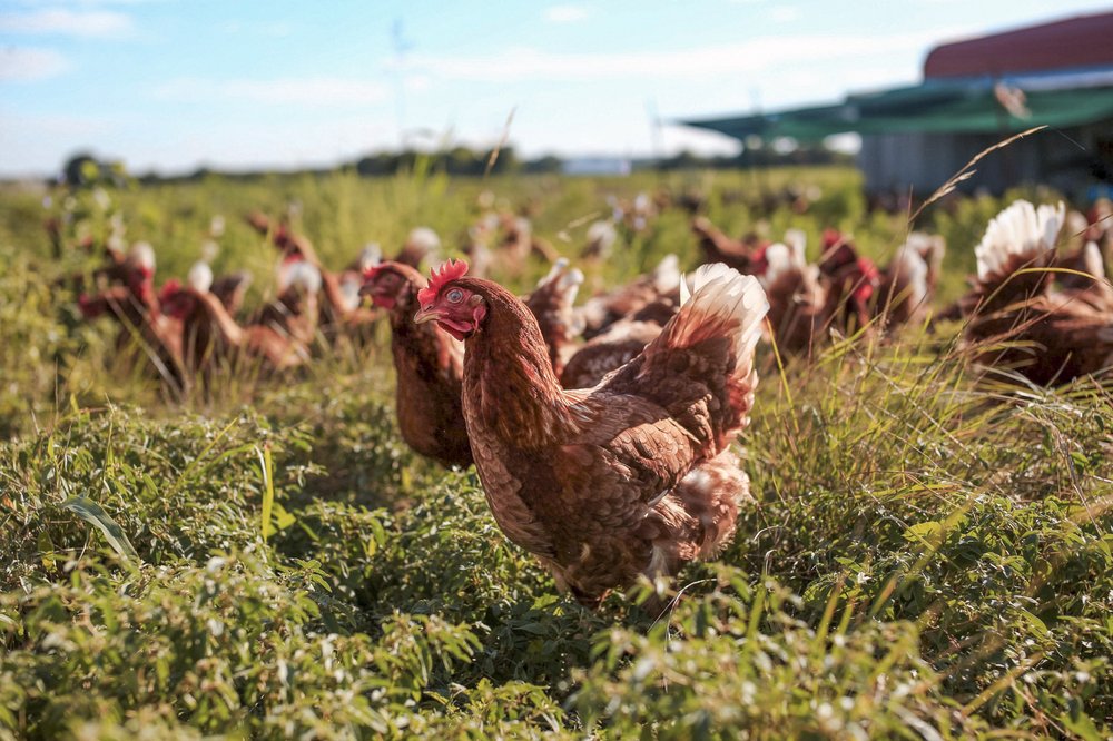 Chickens in a field.