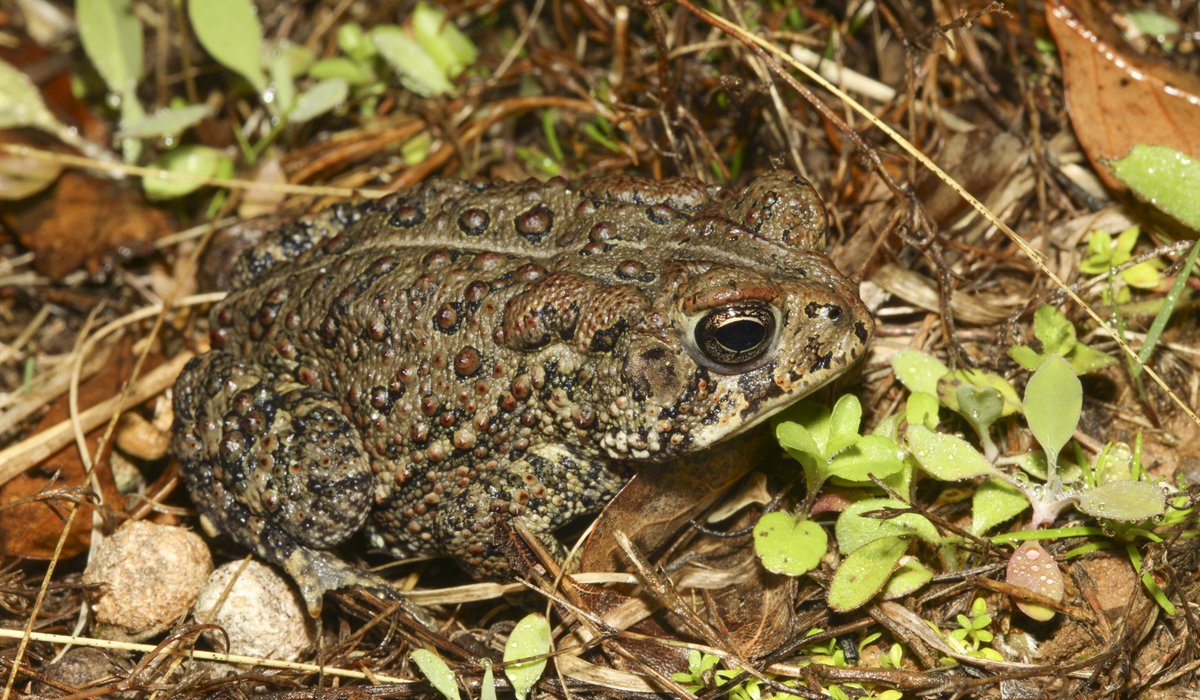 A toad in in its natural habitat.