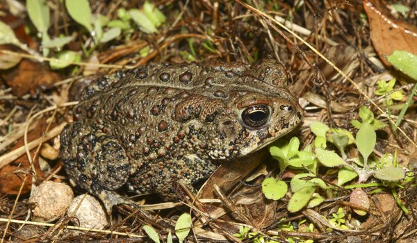 A toad in in its natural habitat.