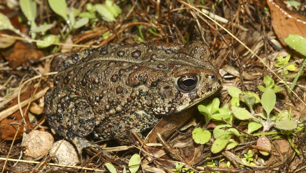 A toad in in its natural habitat.