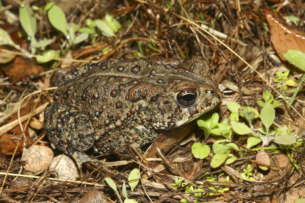 A toad in in its natural habitat.