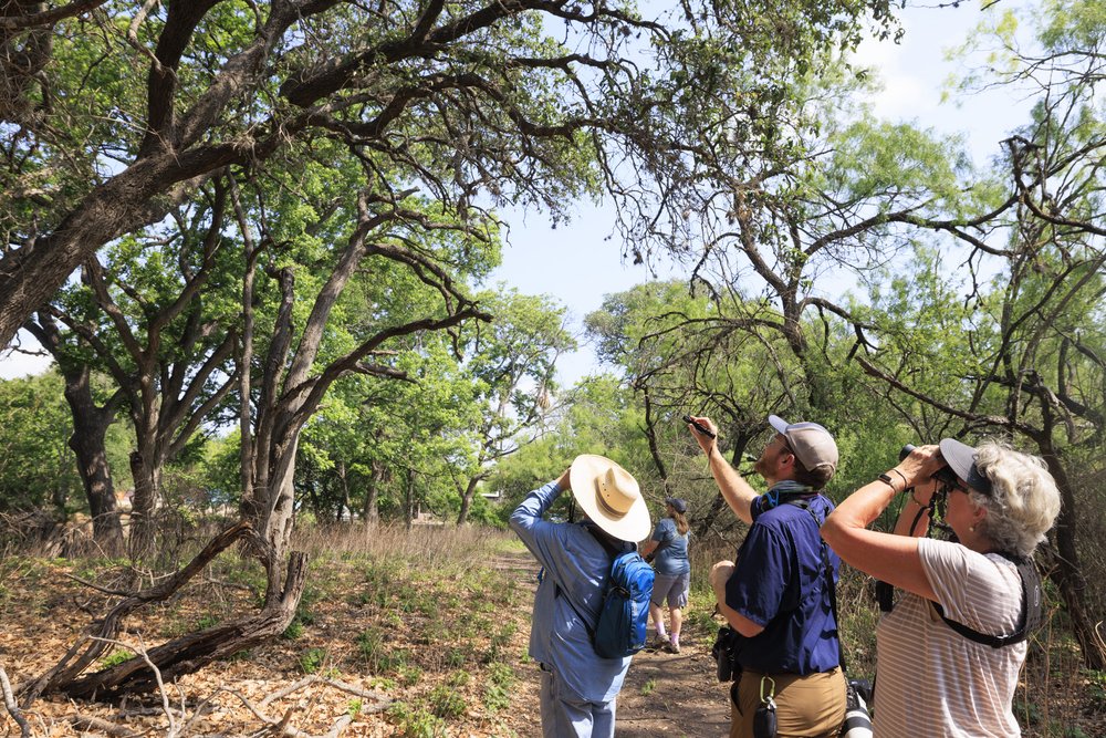 People using binoculars to look for birds in a tree.