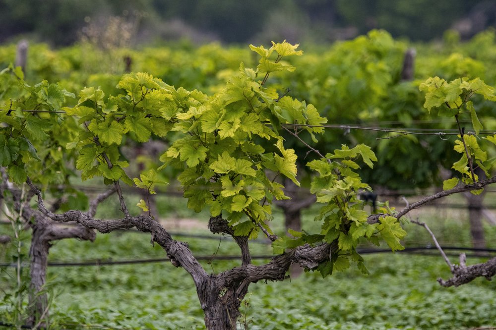 Close up on grape vines.