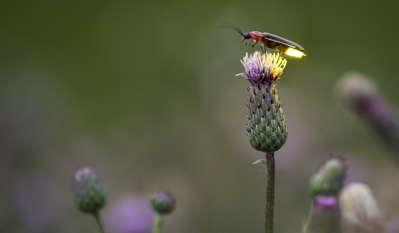 A lit up firefly on a flower.