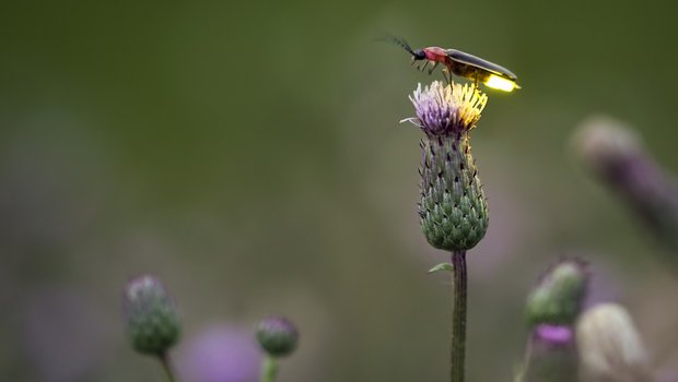 A lit up firefly on a flower.