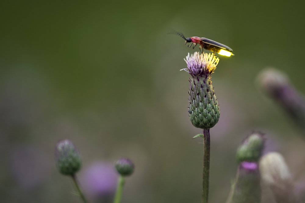 A lit up firefly on a flower.