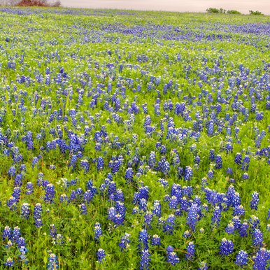 A field of bluebonnets