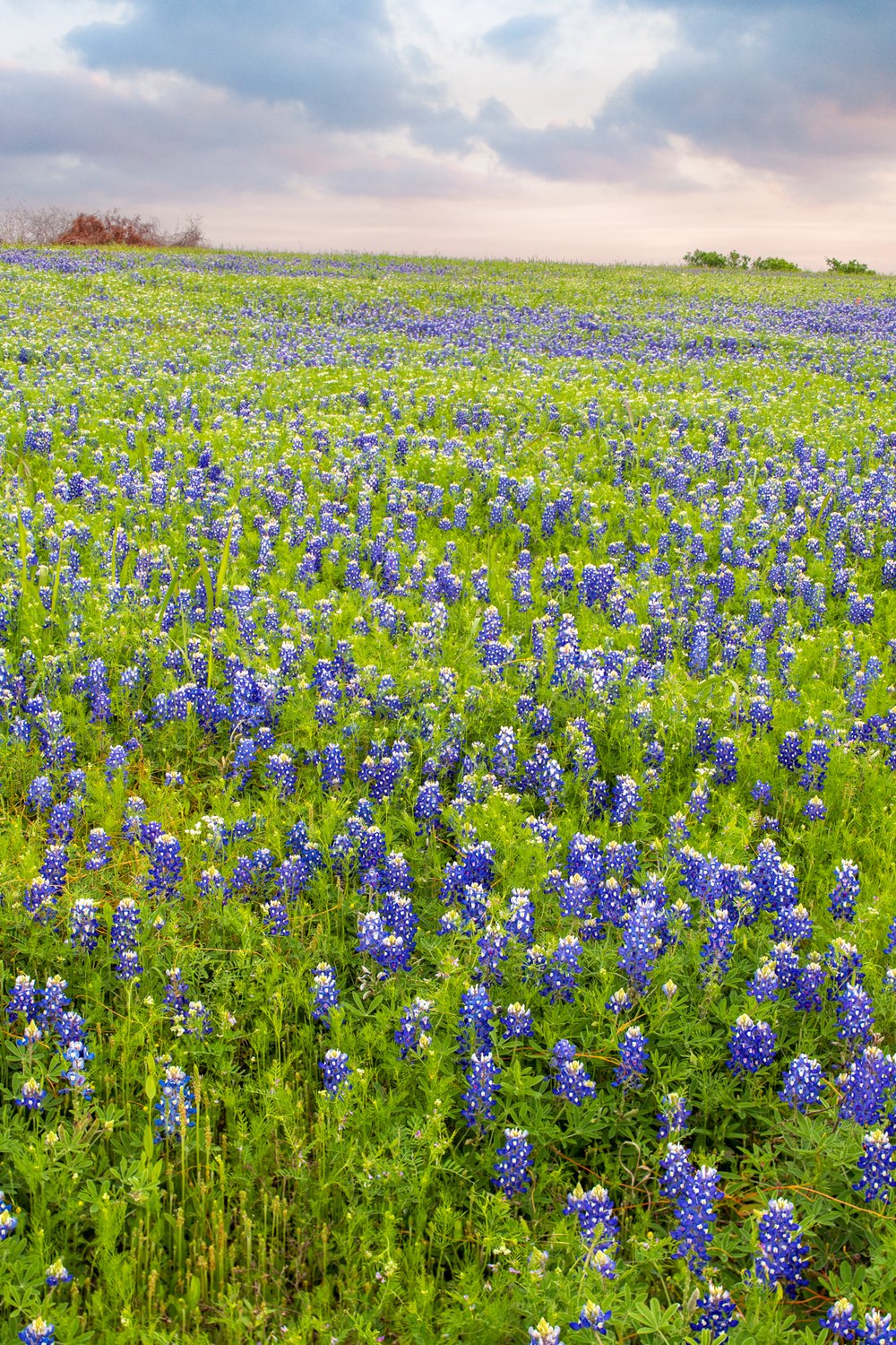 A field of bluebonnets