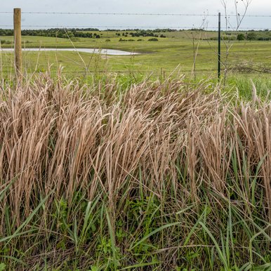 Prairie grasses