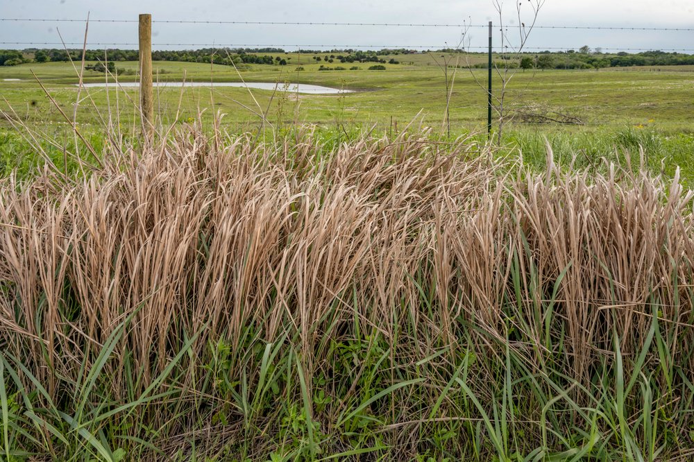 Prairie grasses