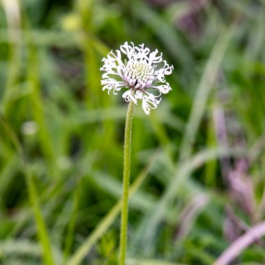 A Mohr's Barbara's buttons flower indicates healthy prairie