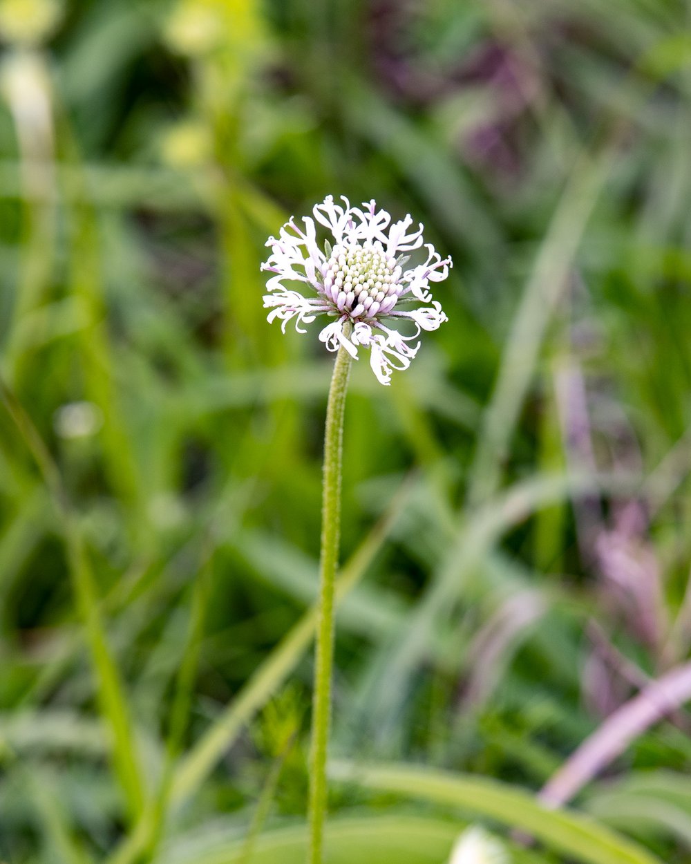 A Mohr's Barbara's buttons flower indicates healthy prairie