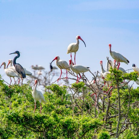 Birds roosting atop a tree at Chester Island bird sanctuary