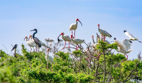 Birds roosting atop a tree at Chester Island bird sanctuary
