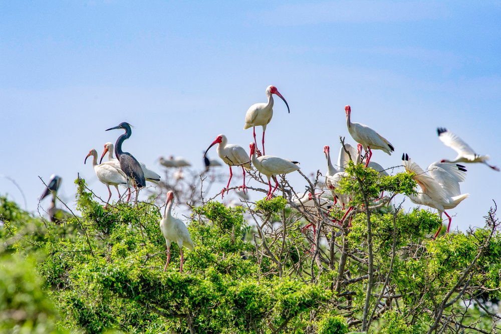 Birds roosting atop a tree at Chester Island bird sanctuary