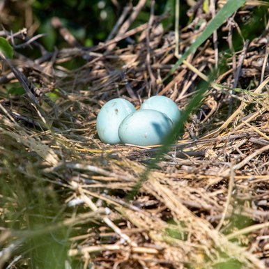 Bird eggs in a nest