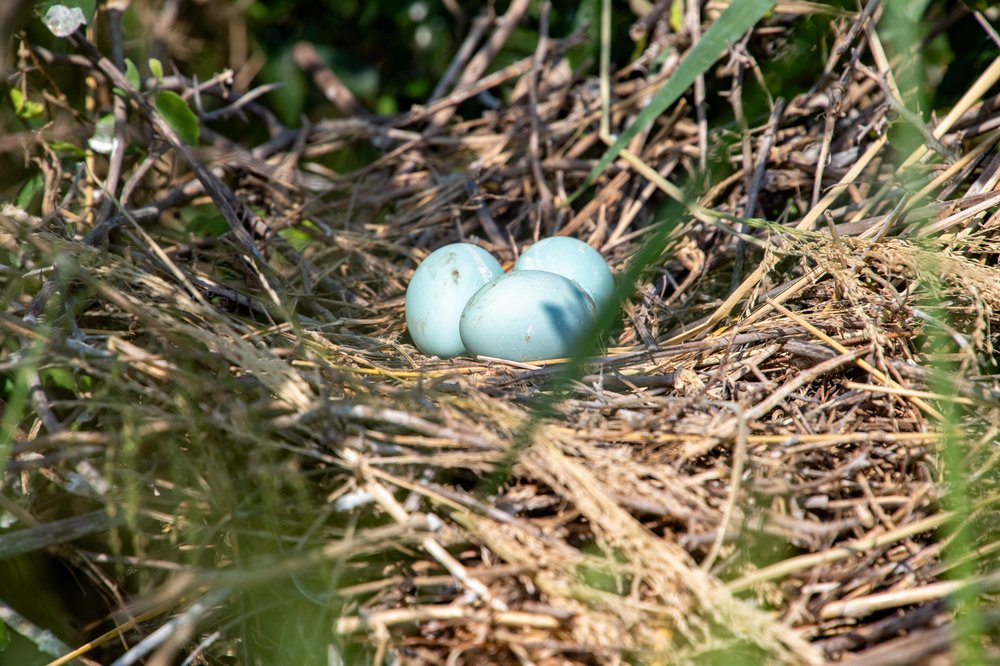 Bird eggs in a nest