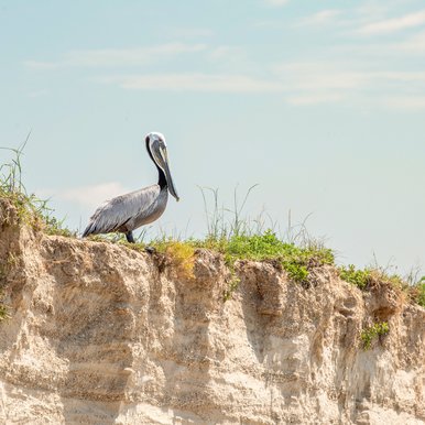A brown pelican at Chester Island bird sanctuary