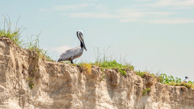 A brown pelican at Chester Island bird sanctuary