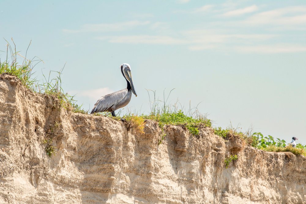 A brown pelican at Chester Island bird sanctuary