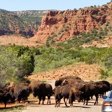 Bison roam free in Caprock Canyon State Park