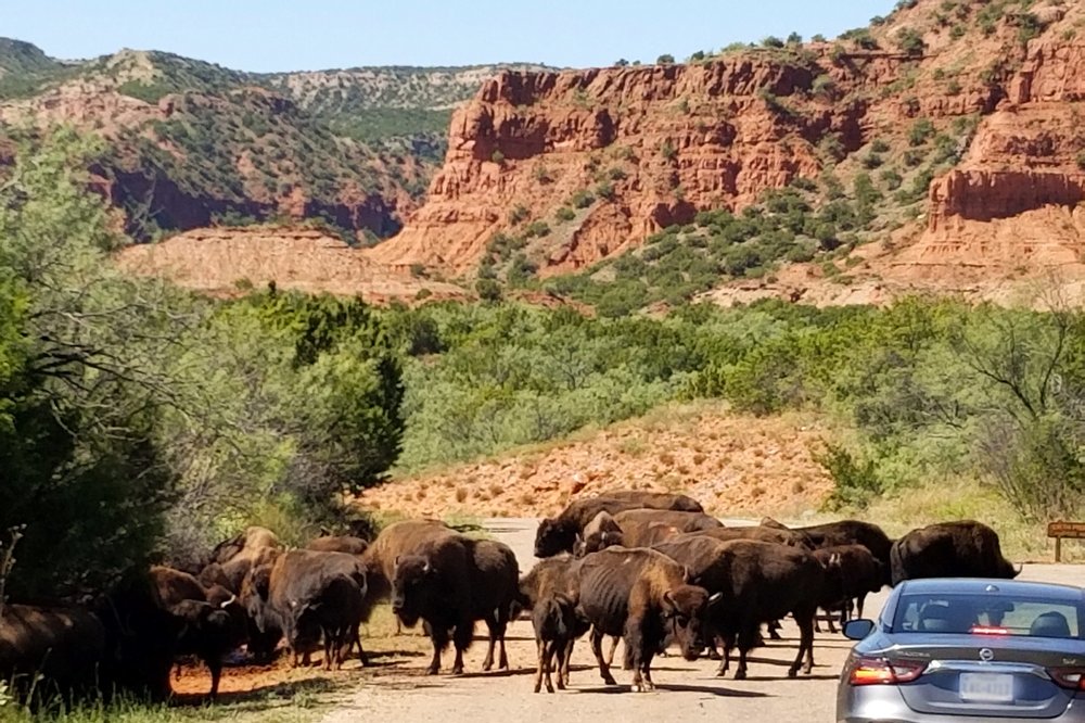 Bison roam free in Caprock Canyon State Park