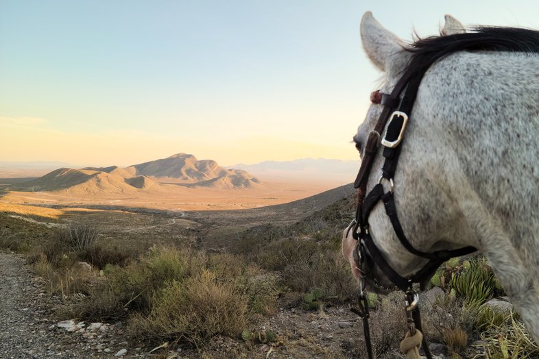 A horse looks into the distance at Franklin Mountains State Park