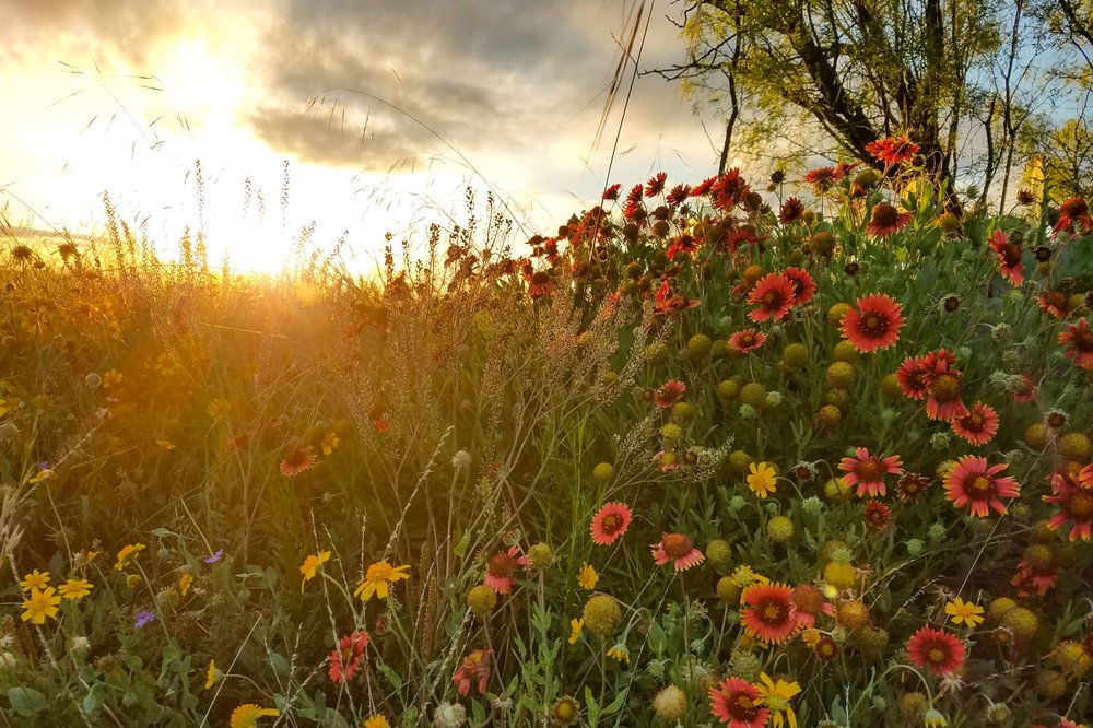 The sun rises over flowers at San Angelo state park