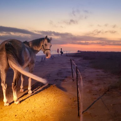 A horse puts his feet in the sand at Sea Rim state park