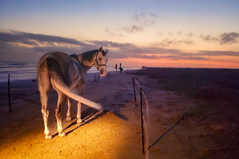A horse puts his feet in the sand at Sea Rim state park