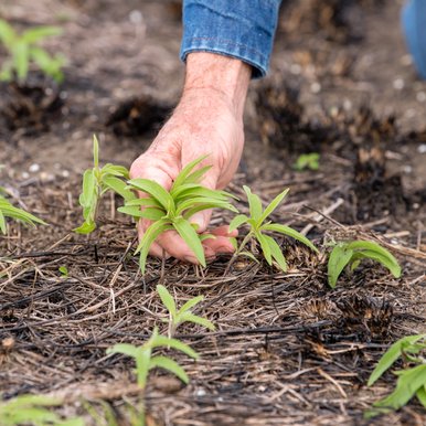 Small plants regrow post-fire