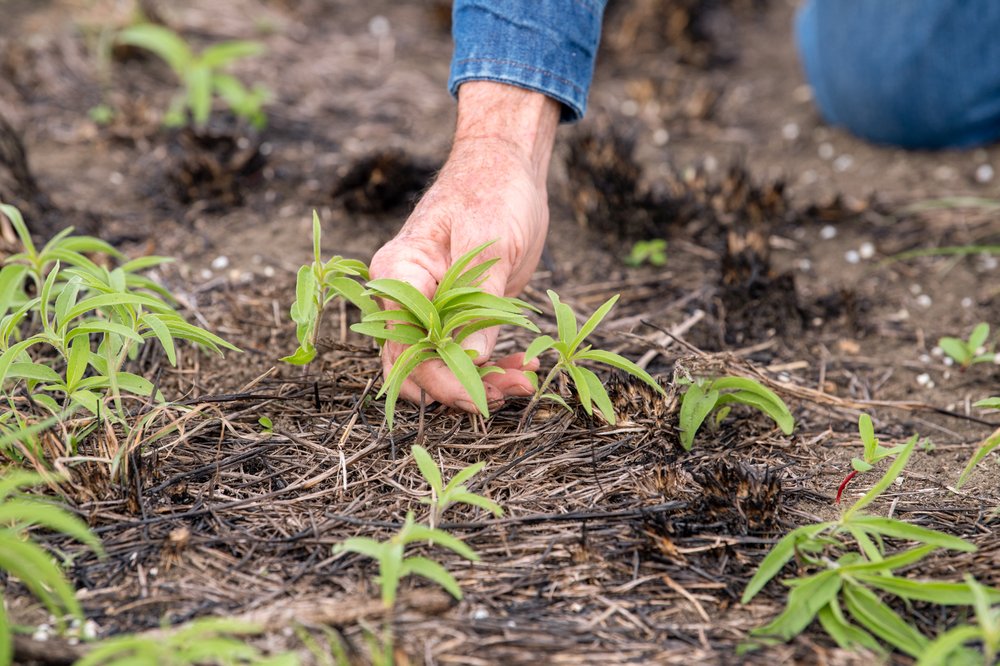 Small plants regrow post-fire